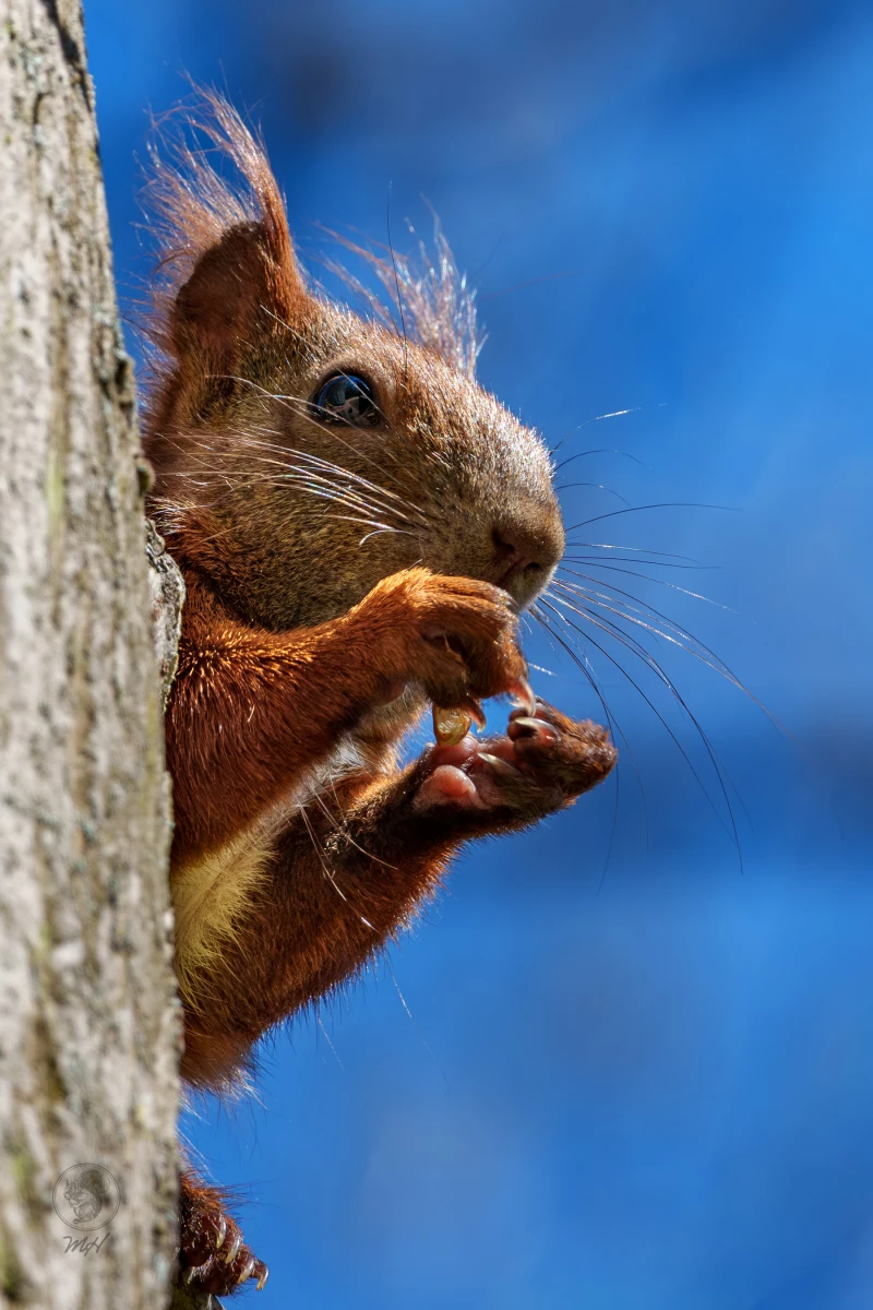 Ein Eichh&ouml;rnchen sitzt an einem Baumstamm und frisst eine Nuss.