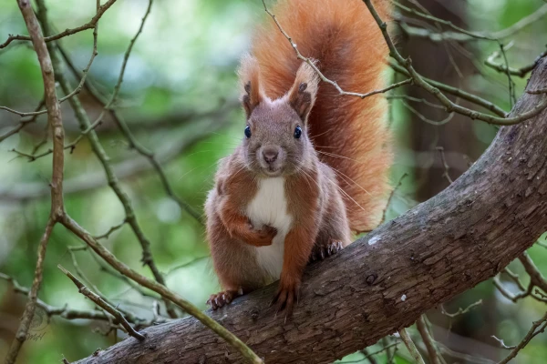 Ein Eichh&ouml;rnchen sitzt auf einem Ast. Es blickt nach vorne.