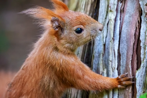 Ein Eichh&ouml;rnchen lehnt sich an einen Baumstamm. Es positioniert seine Pfoten auf der Rinde und blickt nach rechts.
