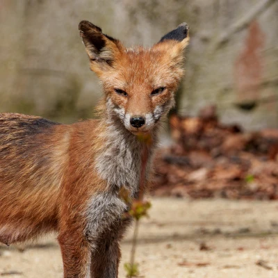 Ein Fuchs blickt in die Kamera.