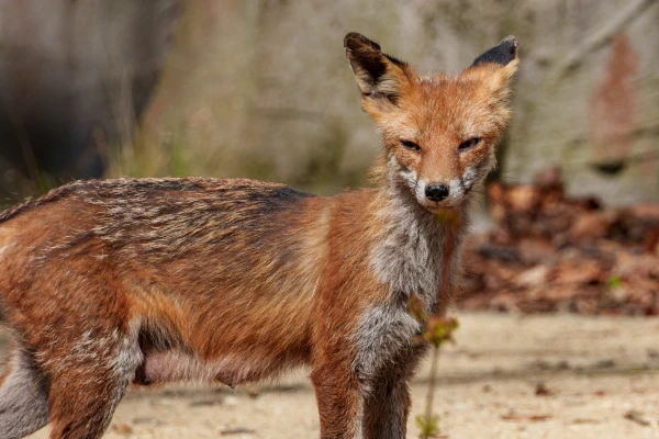 Ein Fuchs blickt in die Kamera.
