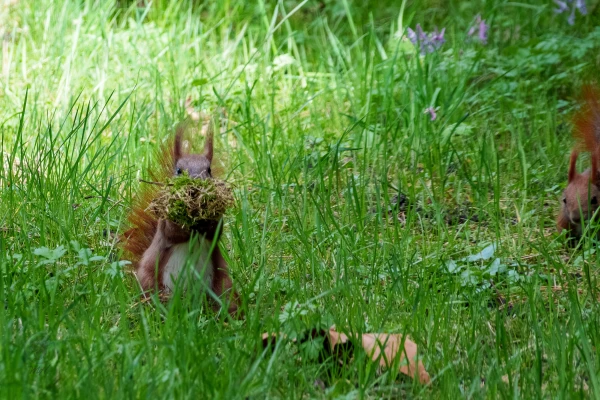Eichh&ouml;rnchen im Botanischen Garten Berlin