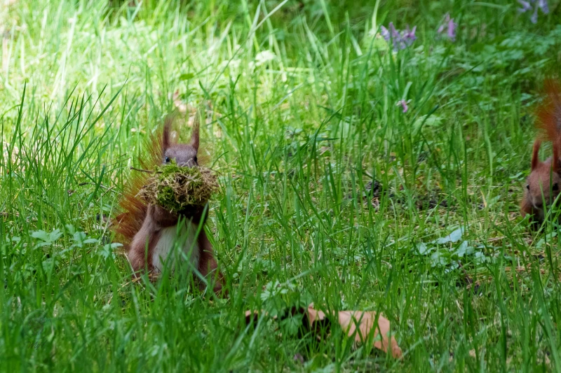 Eichh&ouml;rnchen im Botanischen Garten Berlin