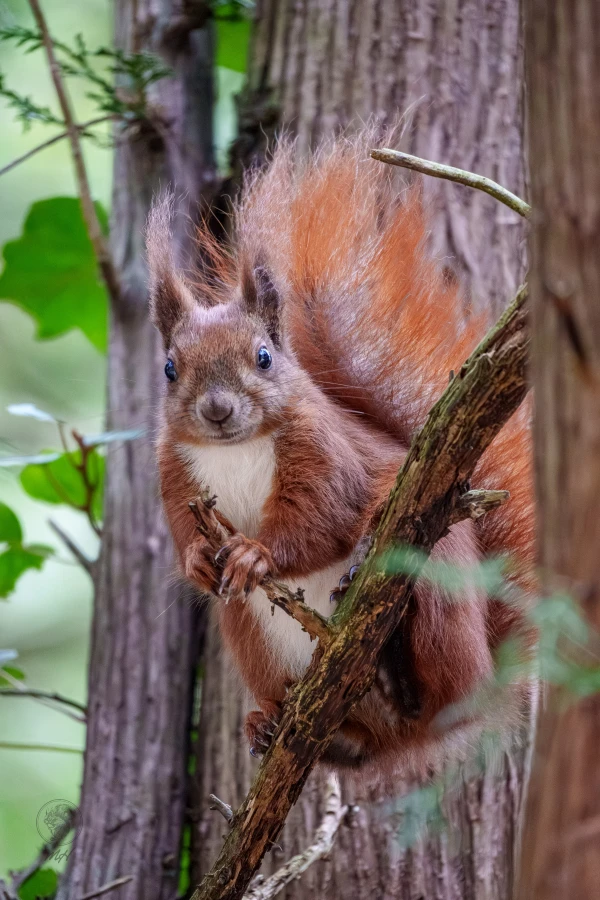 Eichh&ouml;rnchen im Botanischen Garten