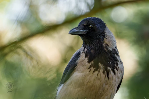 Eine Kr&auml;he schaut nach links.