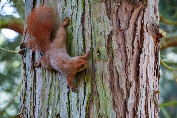 Ein Eichh&ouml;rnchen klettert an einem Baumstamm. Es bewegt sich an der vertikalen Seite des Stammes.