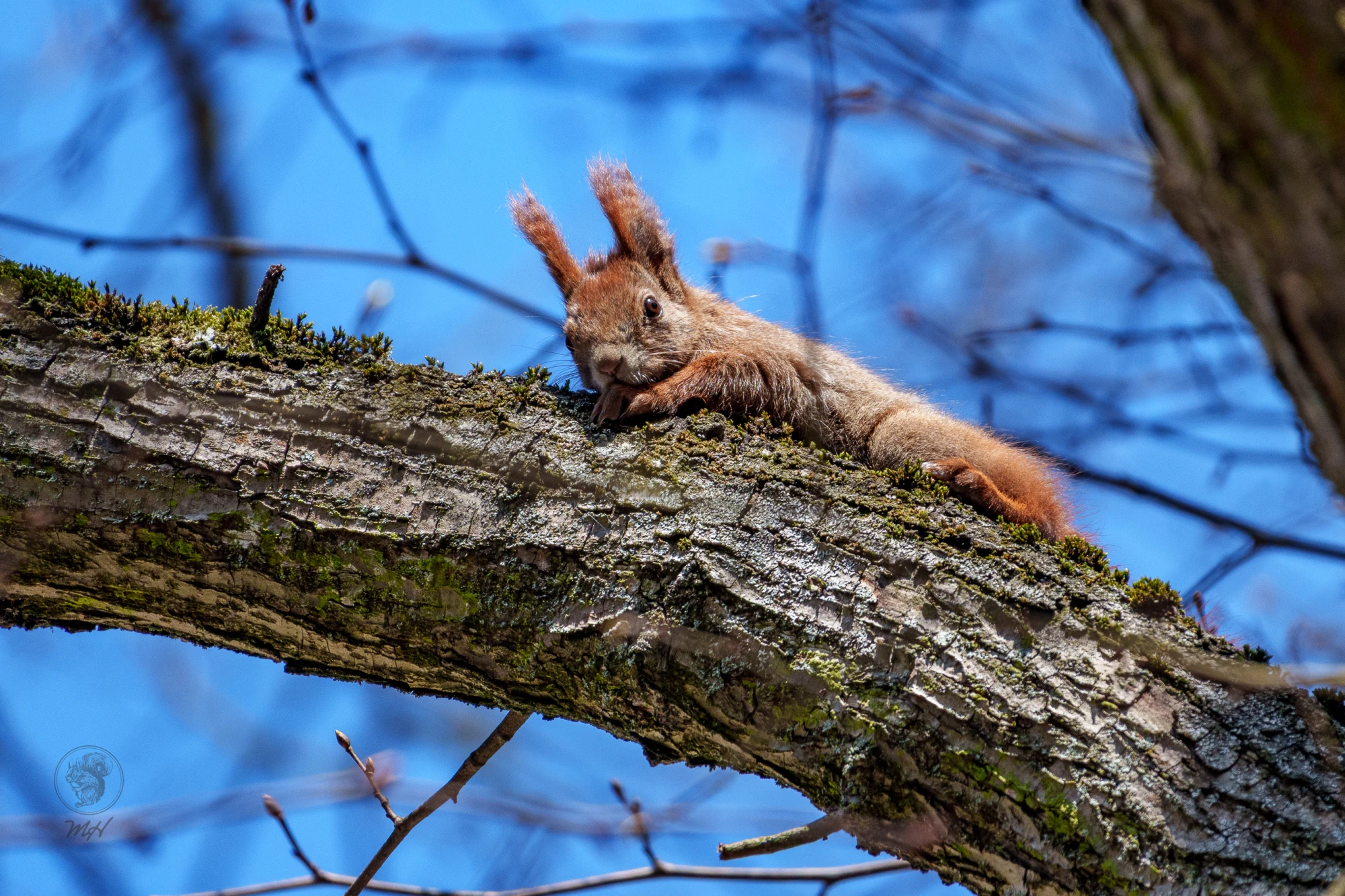 Ein Eichh&ouml;rnchen ruht auf einem dicken Ast. Es befindet sich auf einem Baumstamm.