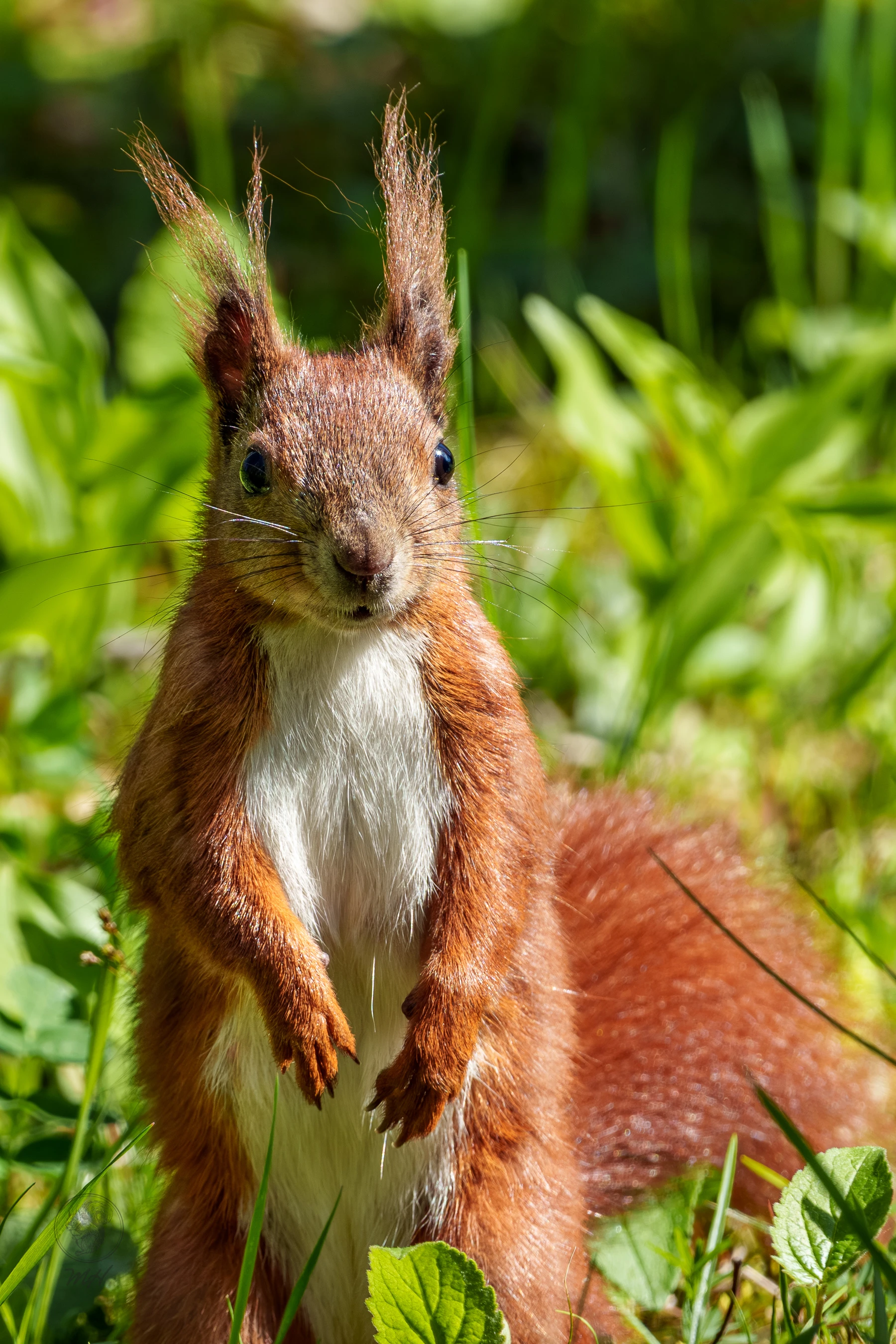Ein Eichh&ouml;rnchen steht in einer Wiese.