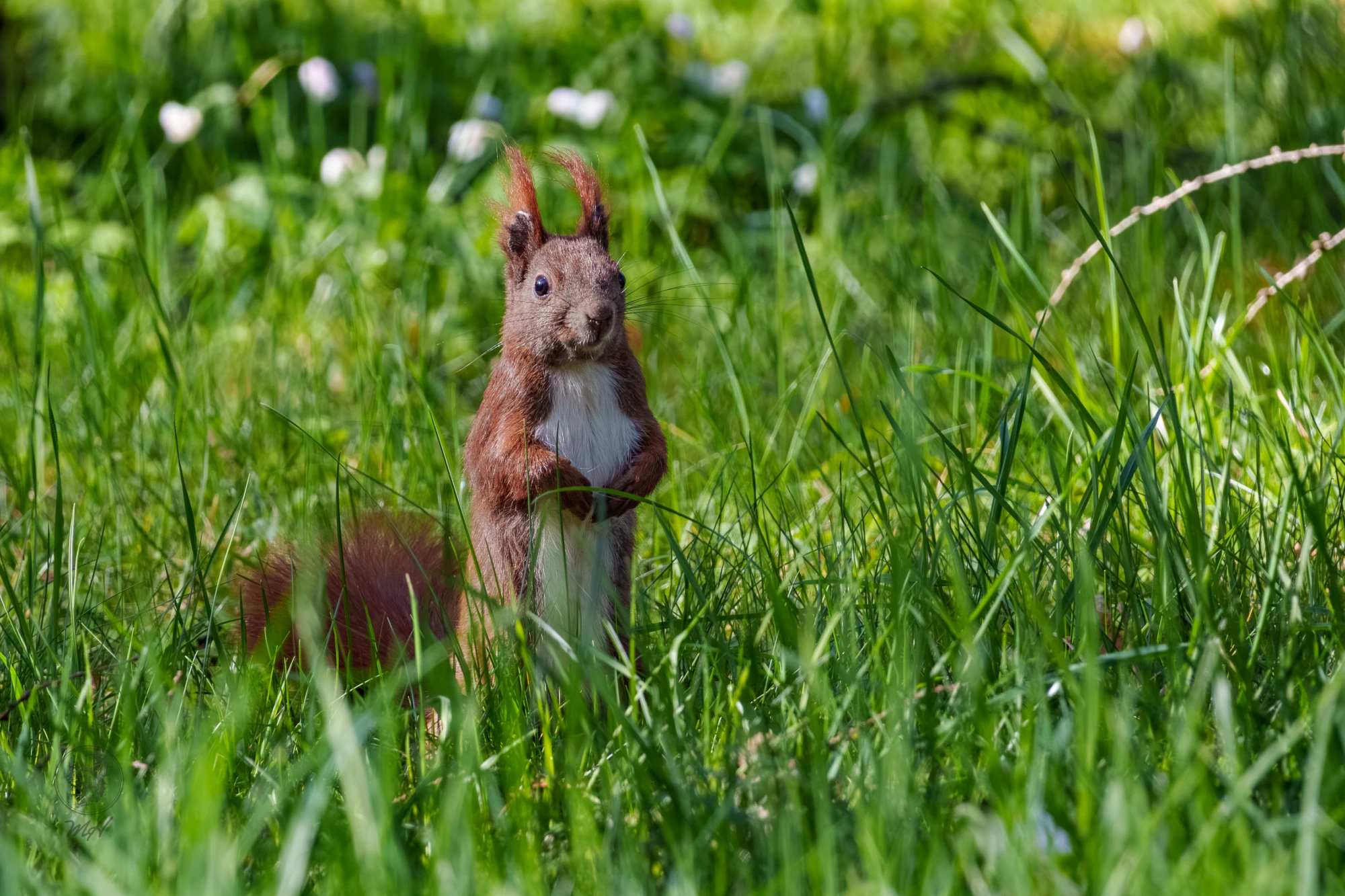 Ein Eichh&ouml;rnchen steht in hohem Gras. Es ist aufrecht positioniert und blickt nach vorne.
