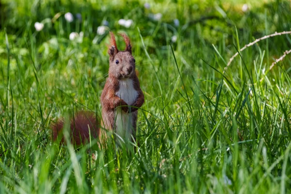 Ein Eichh&ouml;rnchen steht in hohem Gras. Es ist aufrecht positioniert und blickt nach vorne.
