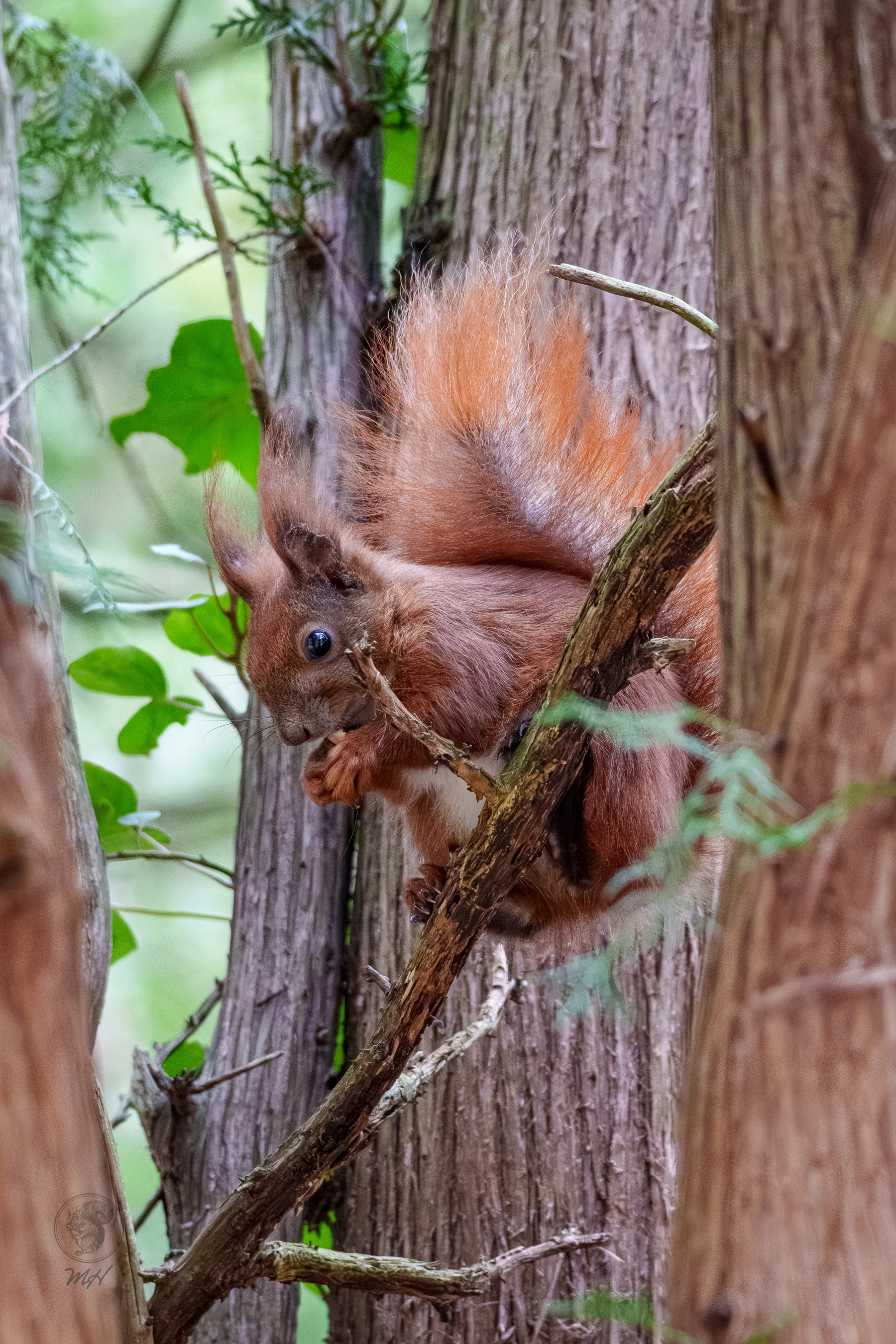 Ein Eichh&ouml;rnchen sitzt an einem Baumstamm. Es h&auml;lt etwas mit seinen Pfoten.