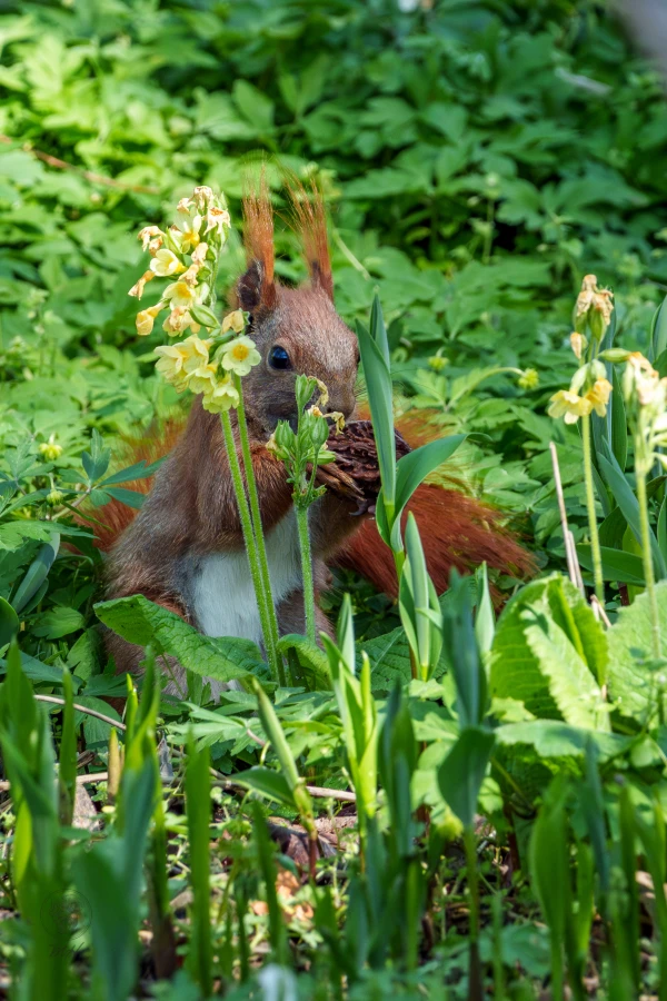 Ein Eichh&ouml;rnchen sitzt im Pflanzenbewuchs und frisst eine Nuss.