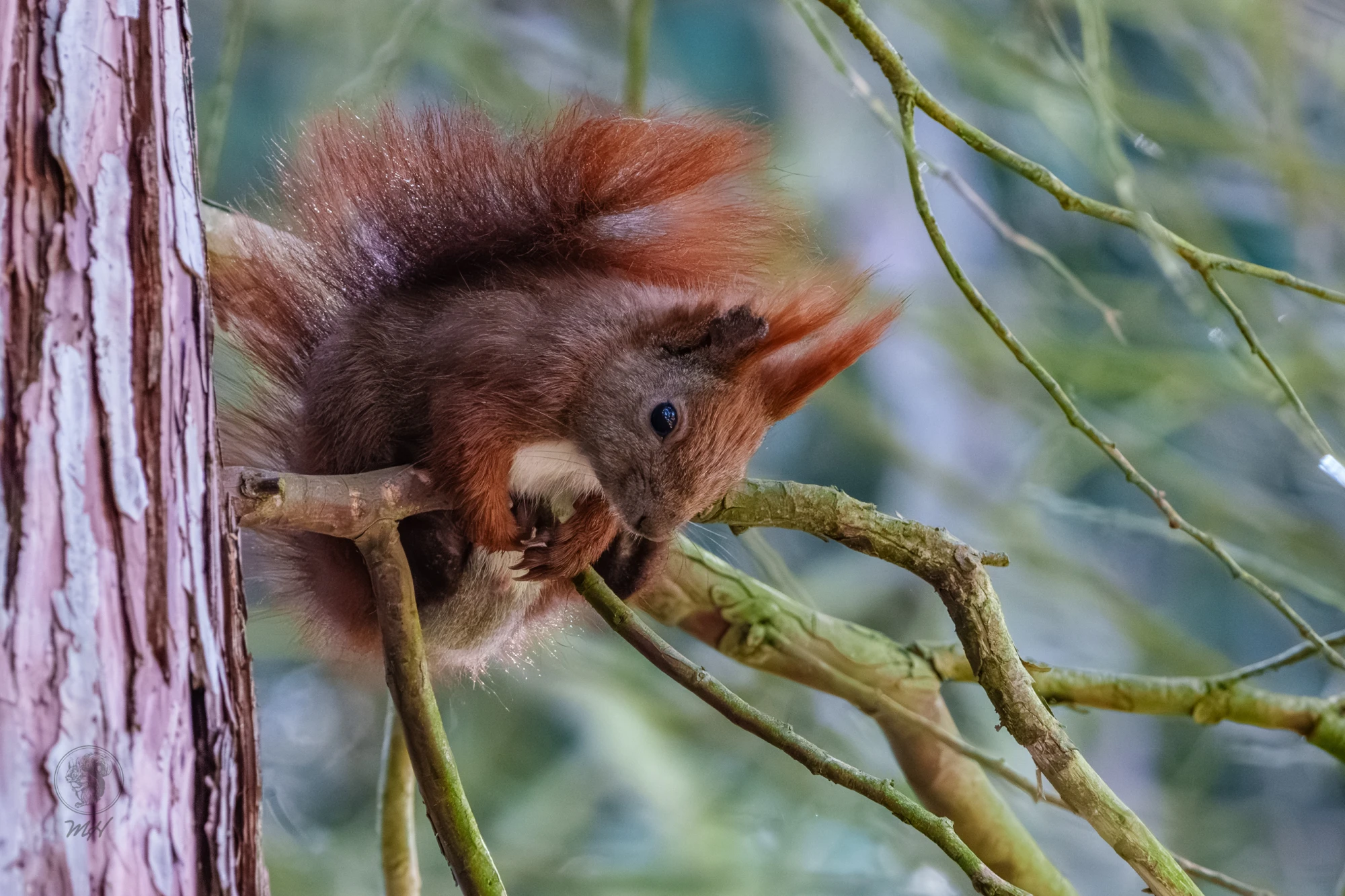 Das Eichh&ouml;rnchen sitzt an einem Ast neben einem Baumstamm. Es h&auml;lt sich an der vertikalen Oberfl&auml;che fest.
