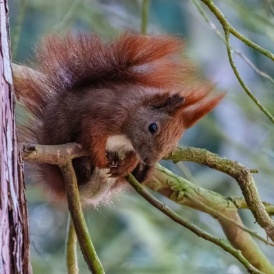 Das Eichh&ouml;rnchen sitzt an einem Ast neben einem Baumstamm. Es h&auml;lt sich an der vertikalen Oberfl&auml;che fest.