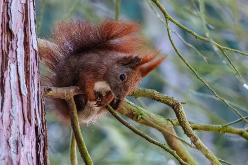 Das Eichh&ouml;rnchen sitzt an einem Ast neben einem Baumstamm. Es h&auml;lt sich an der vertikalen Oberfl&auml;che fest.