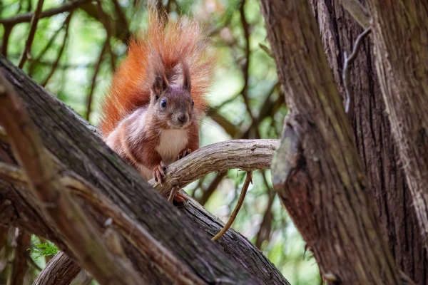 Ein Eichh&ouml;rnchen sitzt auf einem Ast im Waldgebiet.