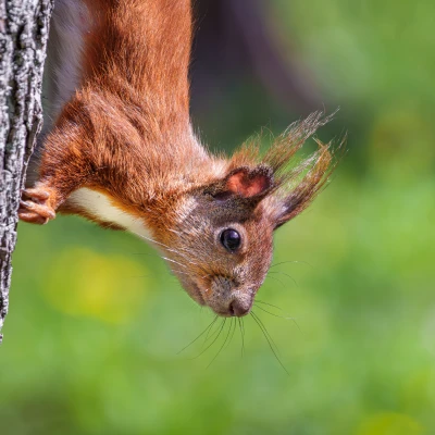 Ein Eichh&ouml;rnchen klettert an einem Baumstamm. Es schaut nach unten.