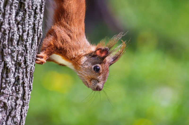 Ein Eichh&ouml;rnchen klettert an einem Baumstamm. Es schaut nach unten.