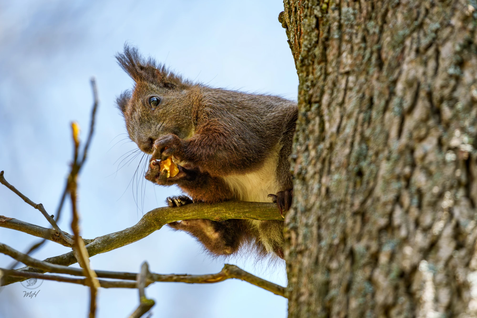 Ein Eichh&ouml;rnchen versteckt sich an einem Baumstamm. Es frisst auf einem Ast.