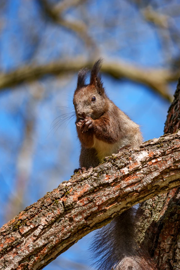 Ein Eichh&ouml;rnchen sitzt auf einem Ast. Das Tier h&auml;lt etwas an seinem Maul.