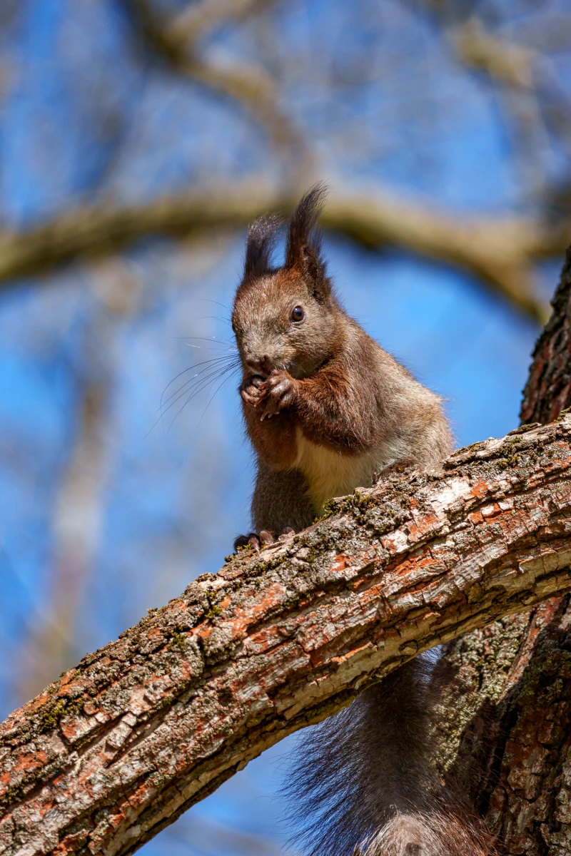 Ein Eichh&ouml;rnchen sitzt auf einem Ast. Das Tier h&auml;lt etwas an seinem Maul.