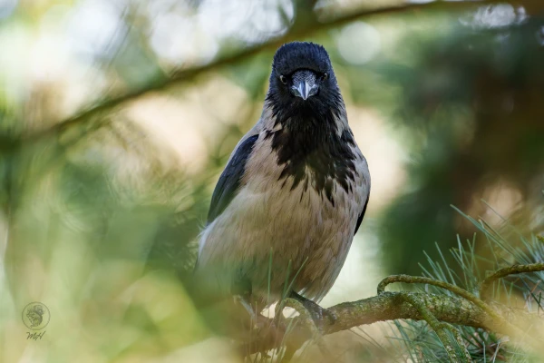 Eine Kr&auml;he blickt in die Kamera.