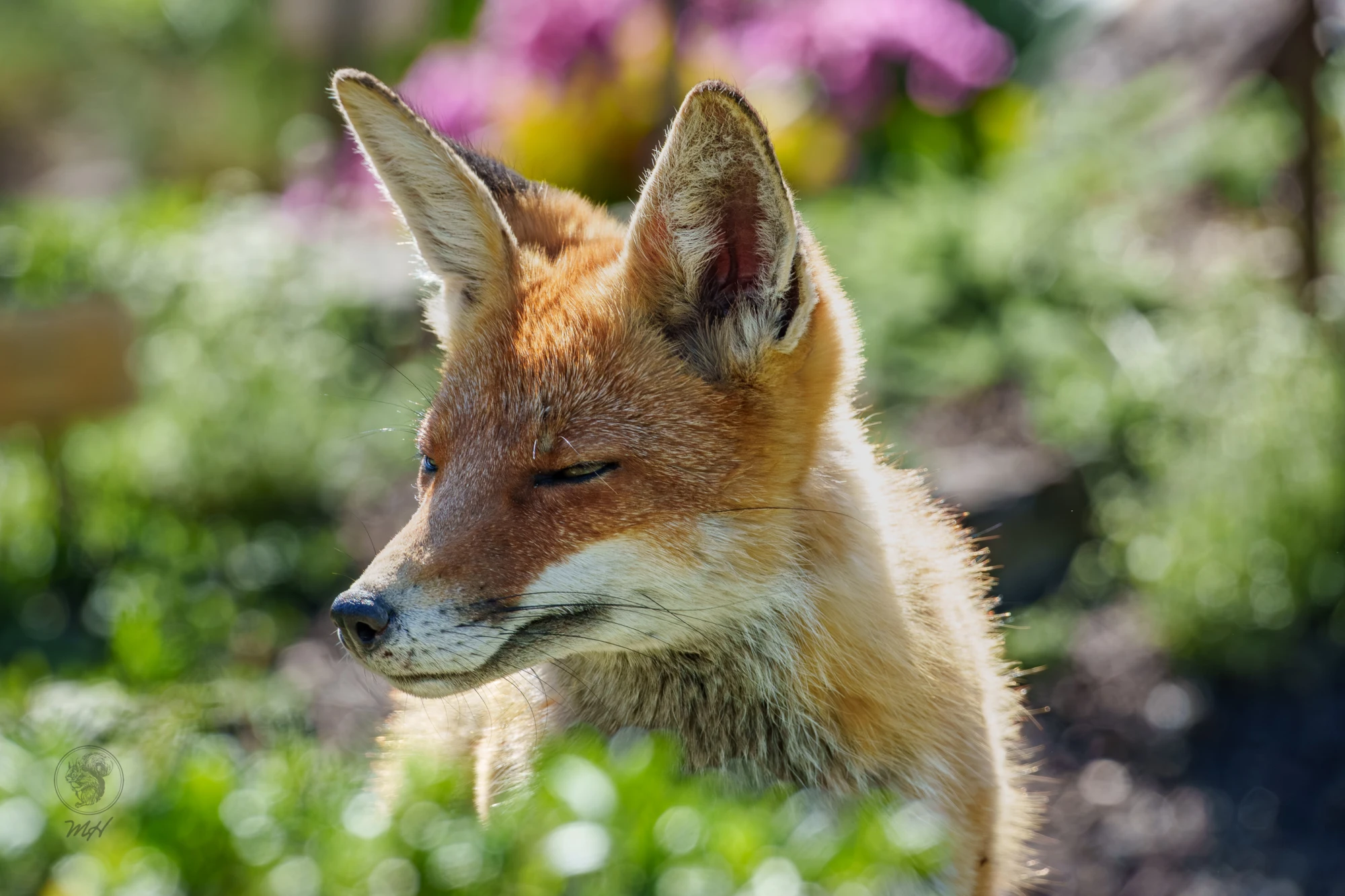 Ein Fuchs schaut nach links.