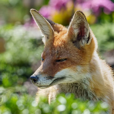 Ein Fuchs schaut nach links.