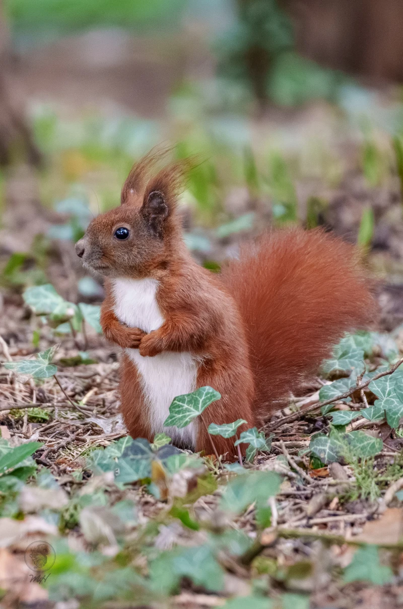 Ein Eichh&ouml;rnchen steht auf Laub und Efeu. Es befindet sich im Unterholz und h&auml;lt seine Vorderpfoten zusammen.