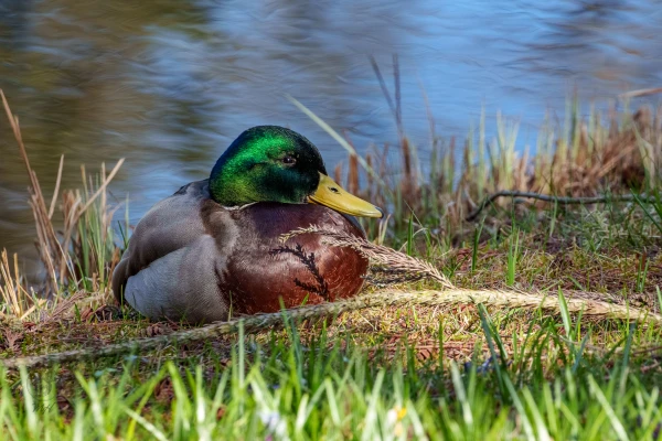 Eine Stockente liegt auf dem Gras. Der Standort befindet sich an einem Gew&auml;sserufer.