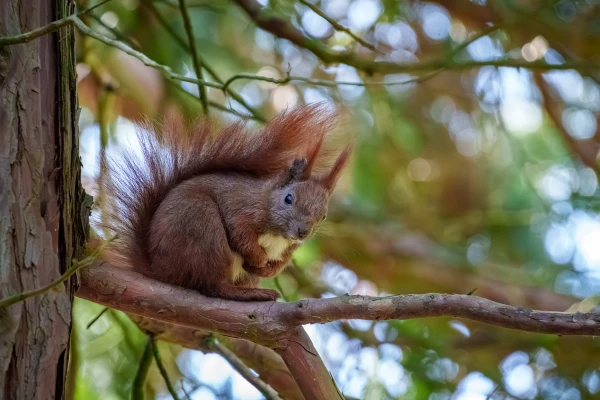 Ein Eichh&ouml;rnchen sitzt auf einem Ast. Es befindet sich nahe einem vertikalen Stamm.