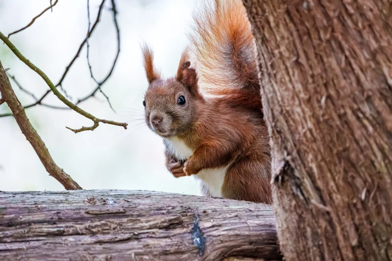 Ein Eichh&ouml;rnchen sitzt auf einem Holzstamm und schaut aus einer &Ouml;ffnung im Baum.