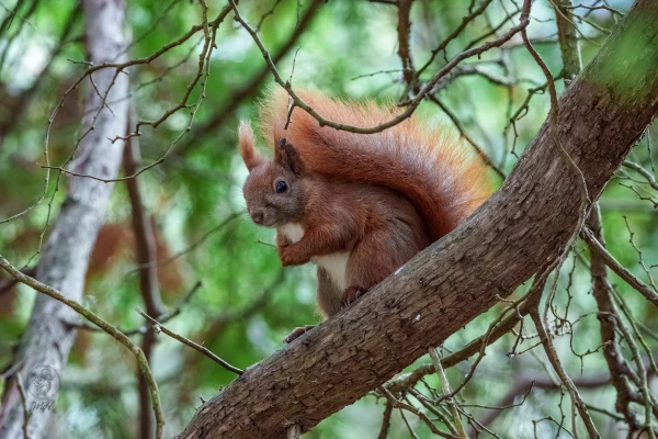 Ein Eichh&ouml;rnchen sitzt auf einem Ast. Es schaut in die Kamera.