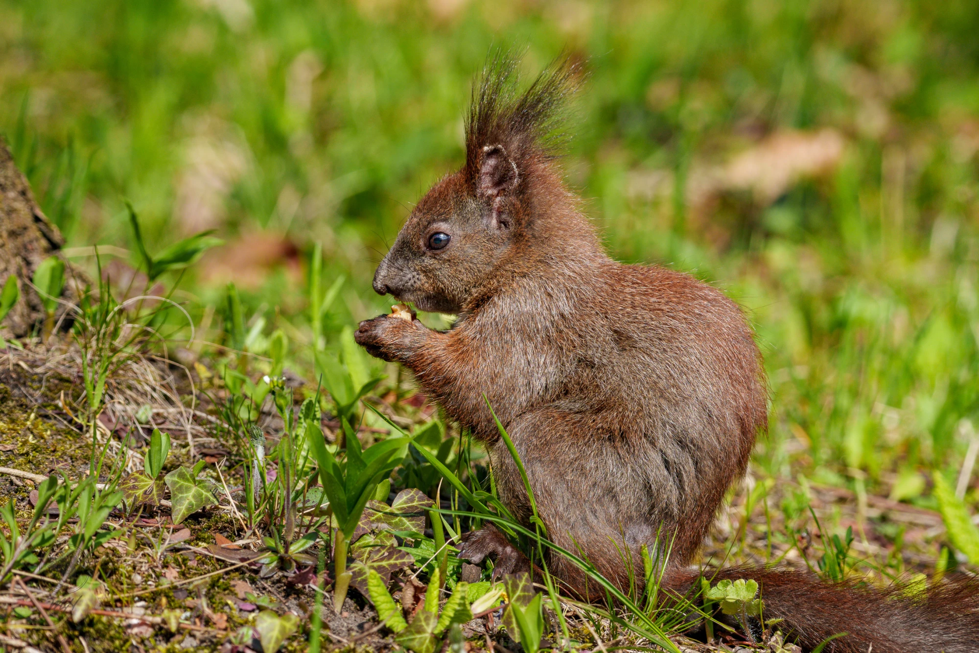 Ein Eichh&ouml;rnchen sitzt im Gras. Es frisst Nahrung mit seinen Vorderpfoten.