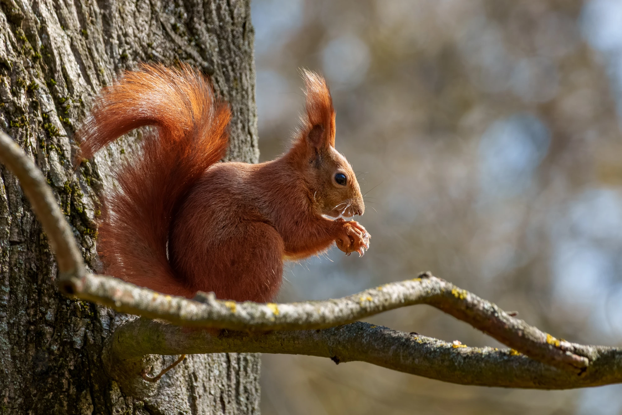 Ein Eichh&ouml;rnchen sitzt auf einem Ast. Es h&auml;lt etwas mit seinen Vorderpfoten.