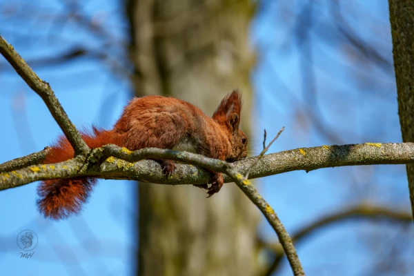 Ein Eichh&ouml;rnchen liegt langgestreckt auf einem Ast.