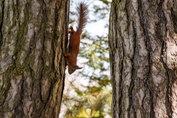 Eichh&ouml;rnchen im Botanischen Garten Berlin