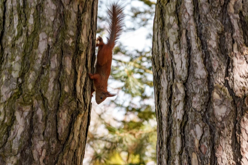 Eichh&ouml;rnchen im Botanischen Garten Berlin