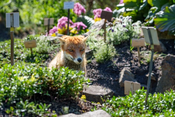 Ein Fuchs sitzt inmiten von Beeten und Schildern.