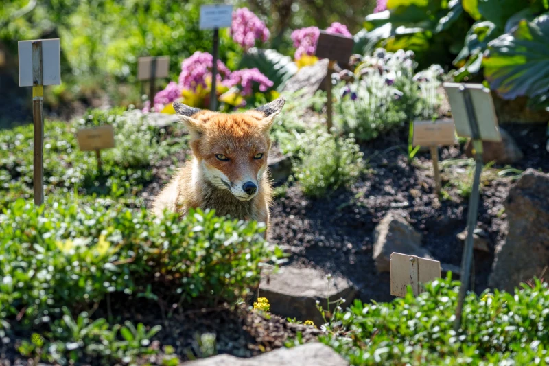 Ein Fuchs sitzt inmiten von Beeten und Schildern.