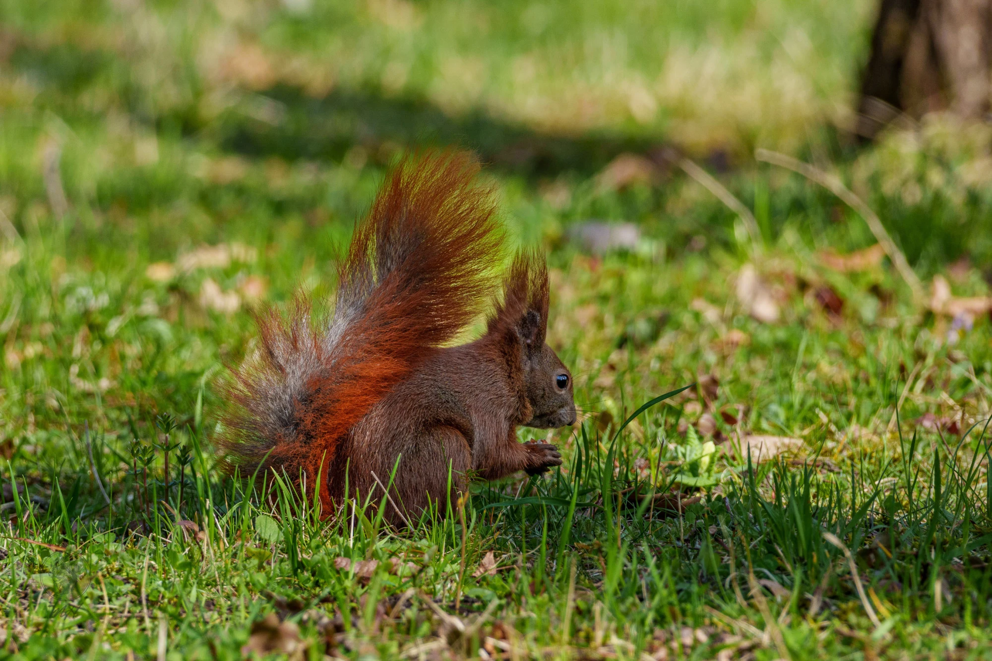 Eichh&ouml;rnchen im Botanischen Garten Berlin