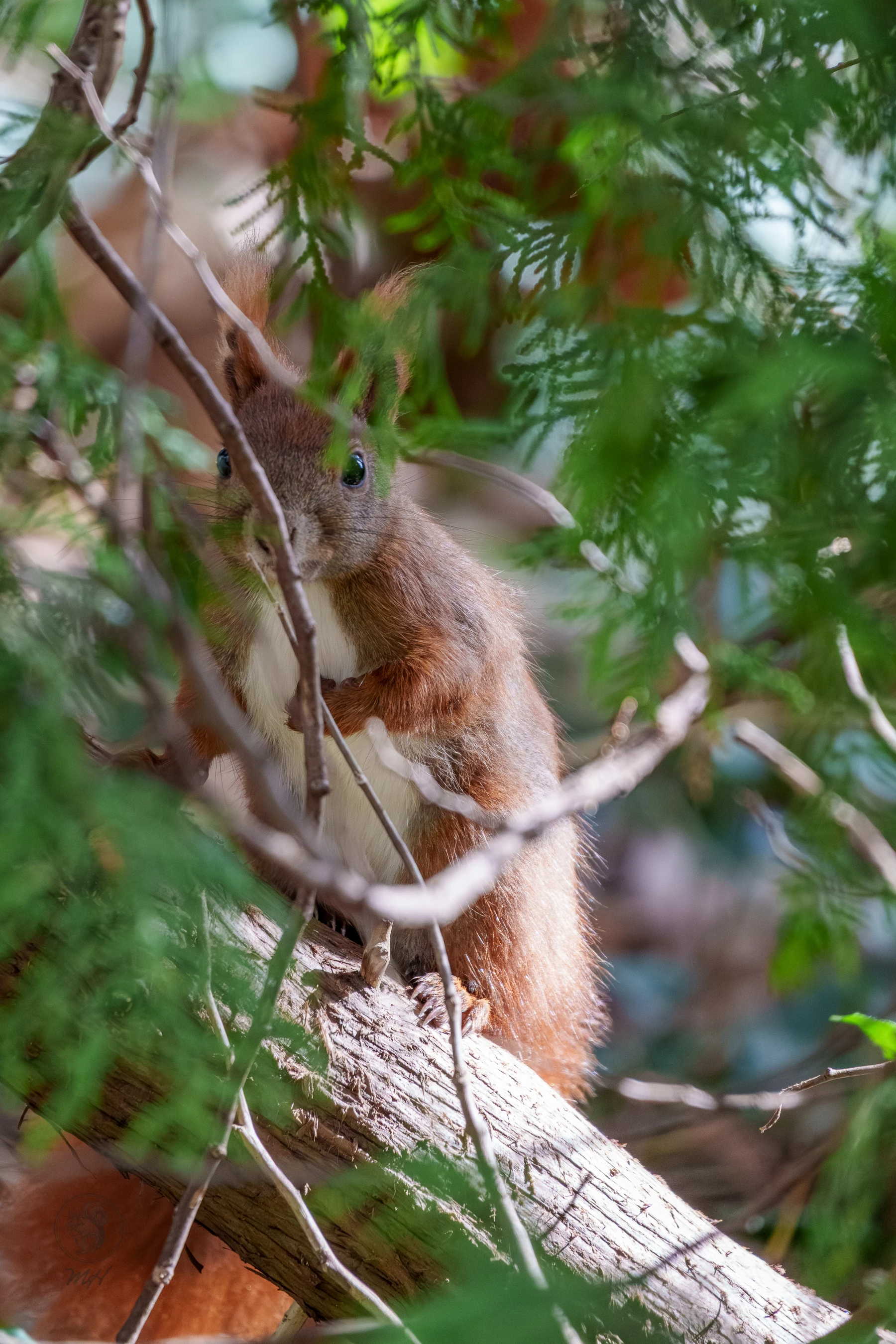 Ein Eichh&ouml;rnchen sitzt auf einem Ast. Es befindet sich inmitten von Laubwerk.