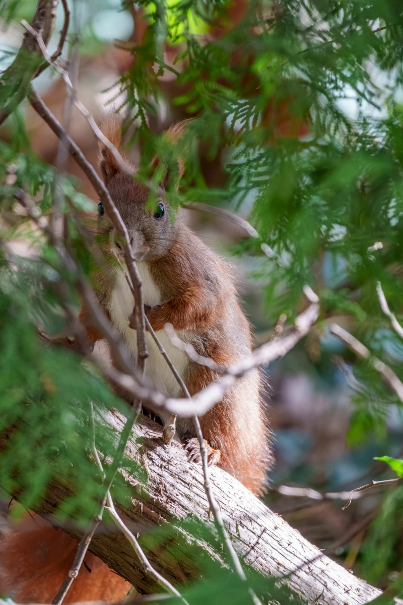 Ein Eichh&ouml;rnchen sitzt auf einem Ast. Es befindet sich inmitten von Laubwerk.