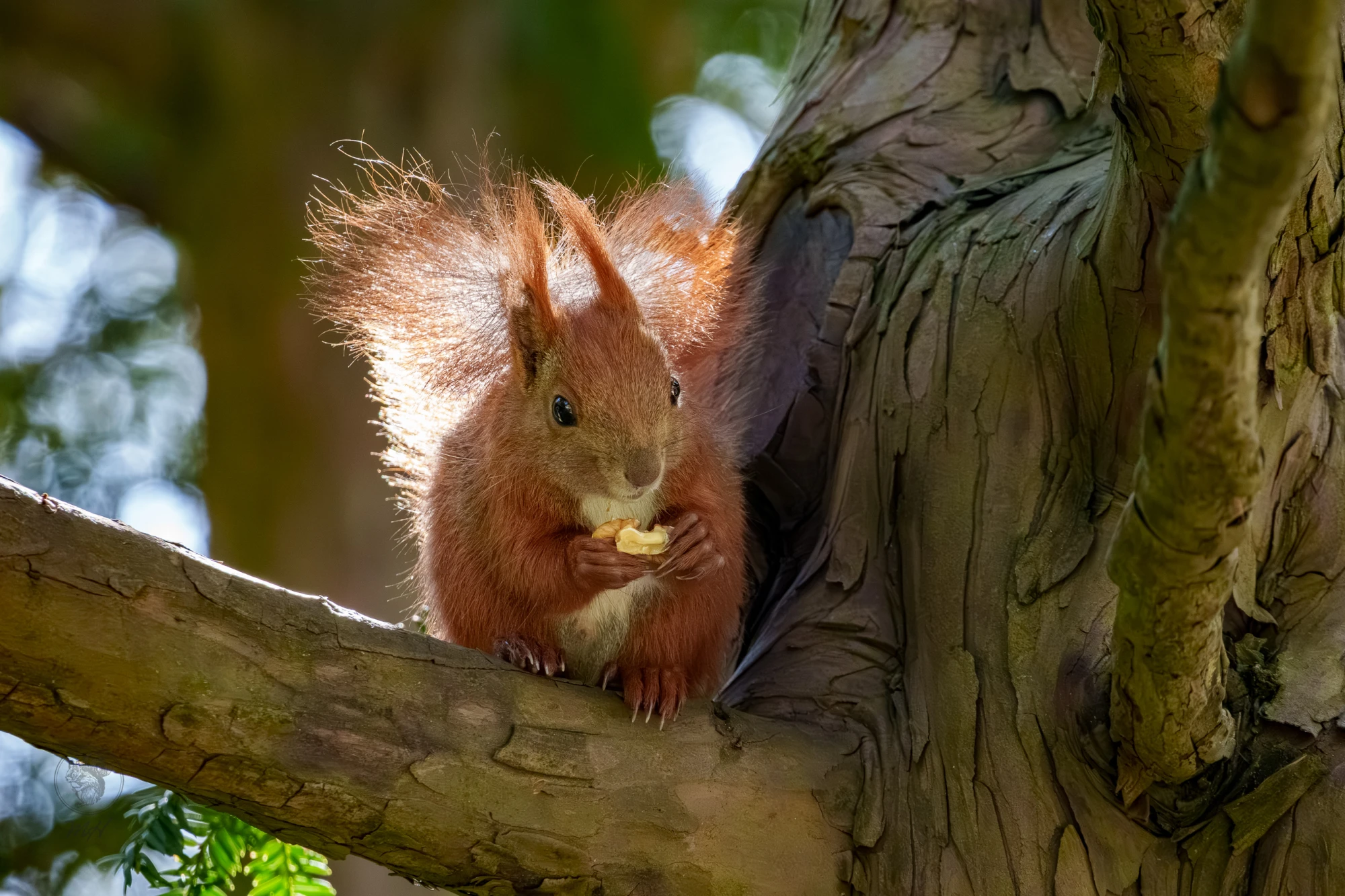 Ein Eichh&ouml;rnchen sitzt auf einem Baumast. Es h&auml;lt und frisst ein St&uuml;ck Nahrung.