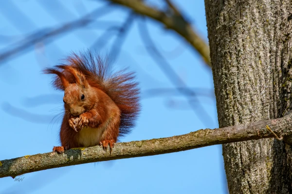 Ein Eichh&ouml;rnchen sitzt auf einem Ast. Es h&auml;lt etwas in seinen Pfoten.