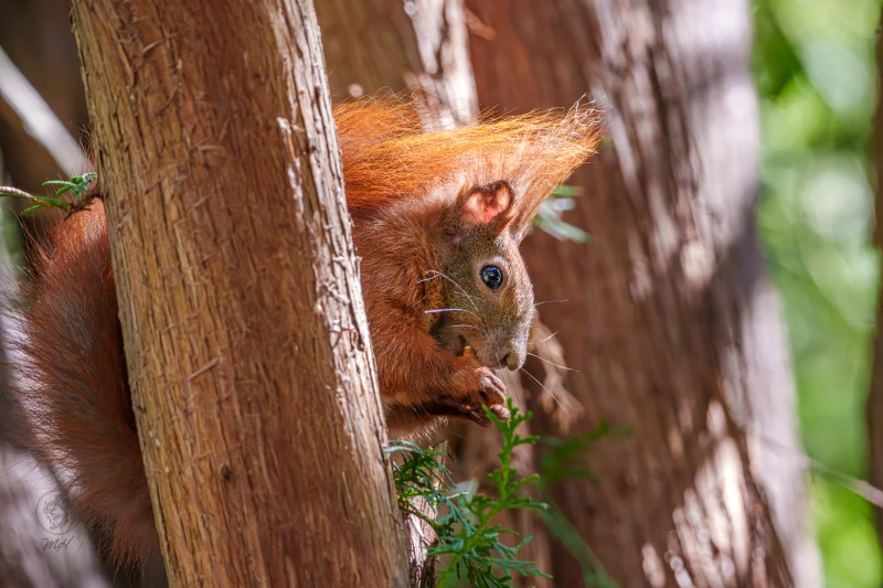 Ein Eichh&ouml;rnchen sitzt an einem Baumstamm. Es frisst eine Nuss.