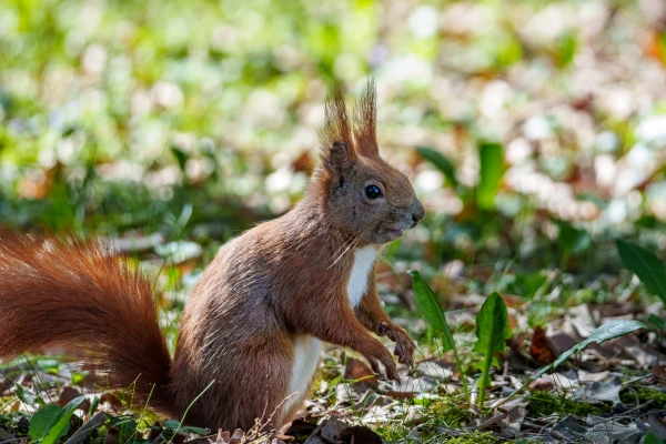 Ein Eichh&ouml;rnchen steht auf dem Laubstreu. Es blickt nach vorne rechts.