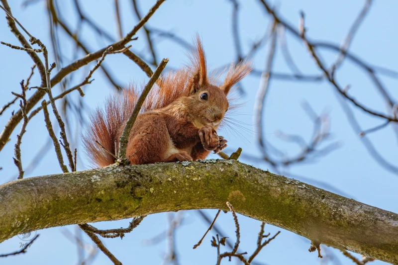 Eichh&ouml;rnchen im Botanischen Garten Berlin