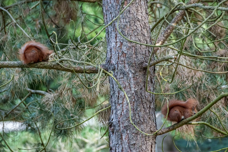 Eichh&ouml;rnchen im Botanischen Garten Berlin