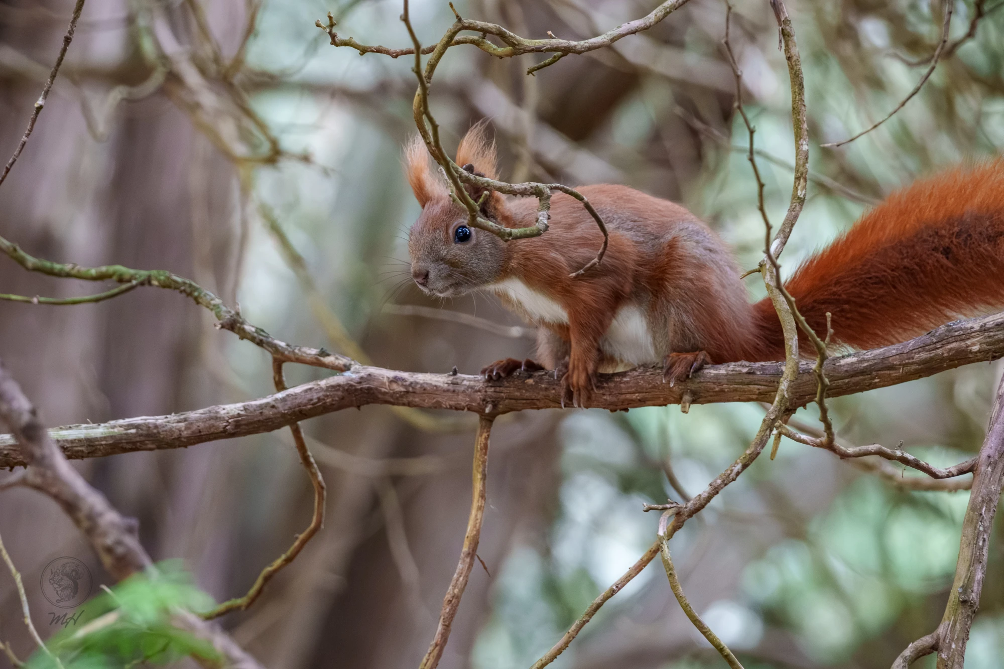 Ein Eichh&ouml;rnchen sitzt auf einem Ast. Es befindet sich inmitten von &Auml;sten und Zweigen.